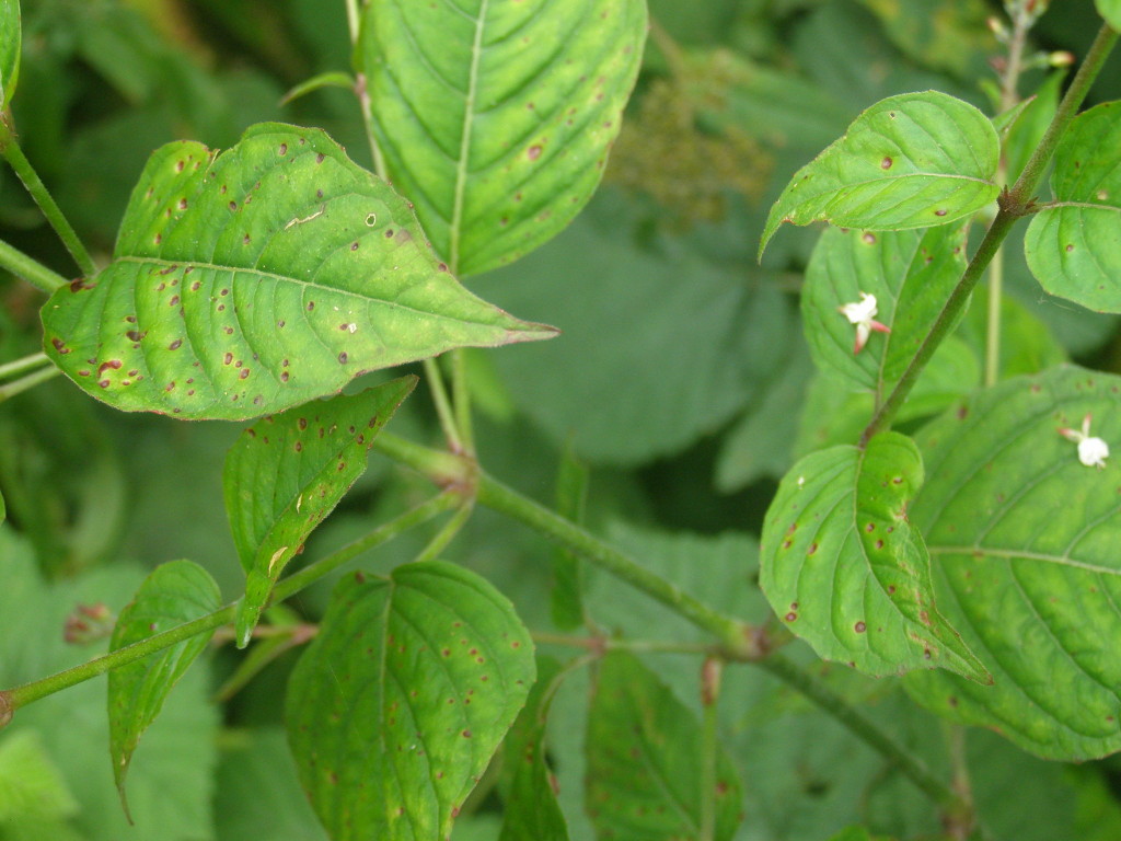 Circaea lutetiana / Erba maga comune